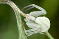 Thomisidae (Araignees crabes)